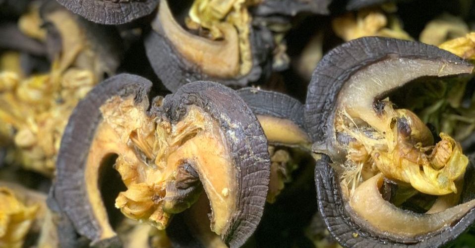 snails at Allschoolabs. AGRO Products - Agricultural Equipment, Supplies, Foods, More
